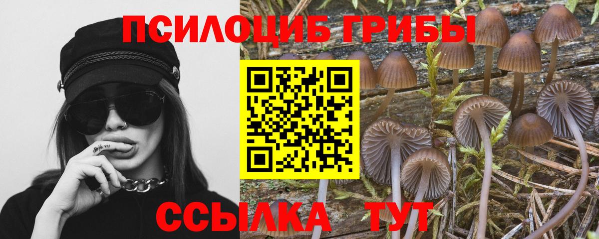 Псилоцибиновые грибы мицелий Тында